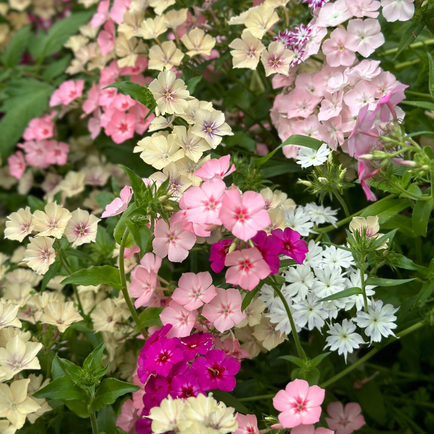 Phlox 'Beauty' Mixed Seeds - Hollyhock Hill