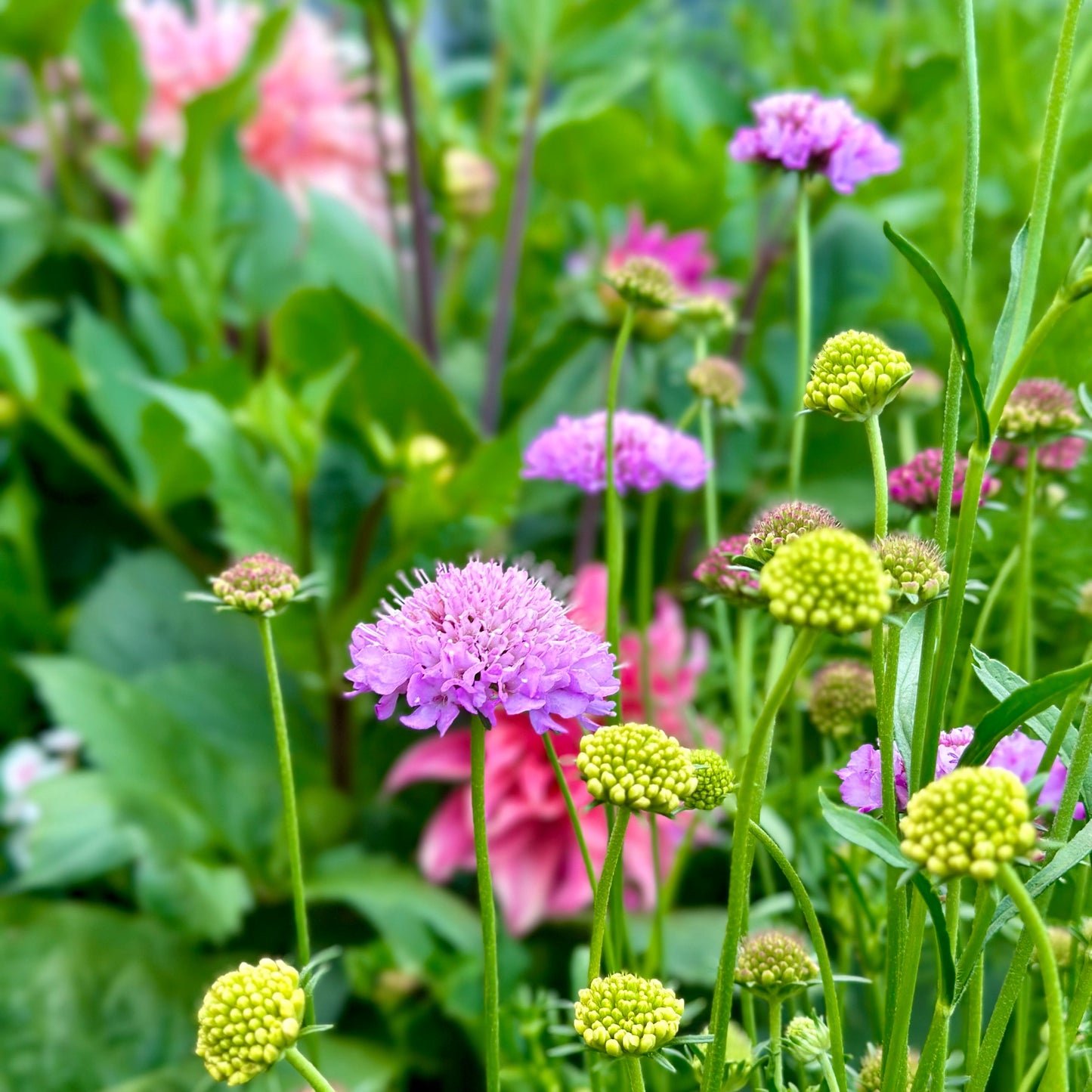 Pincushion Flower Tall Double 'Pastel Mix' Seeds - Hollyhock Hill