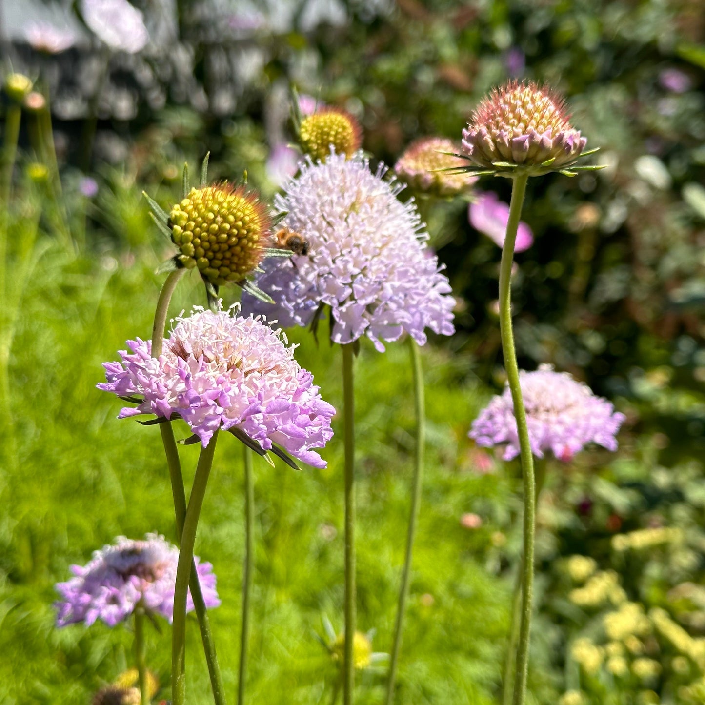 Pincushion Flower Tall Double 'Pastel Mix' Seeds - Hollyhock Hill