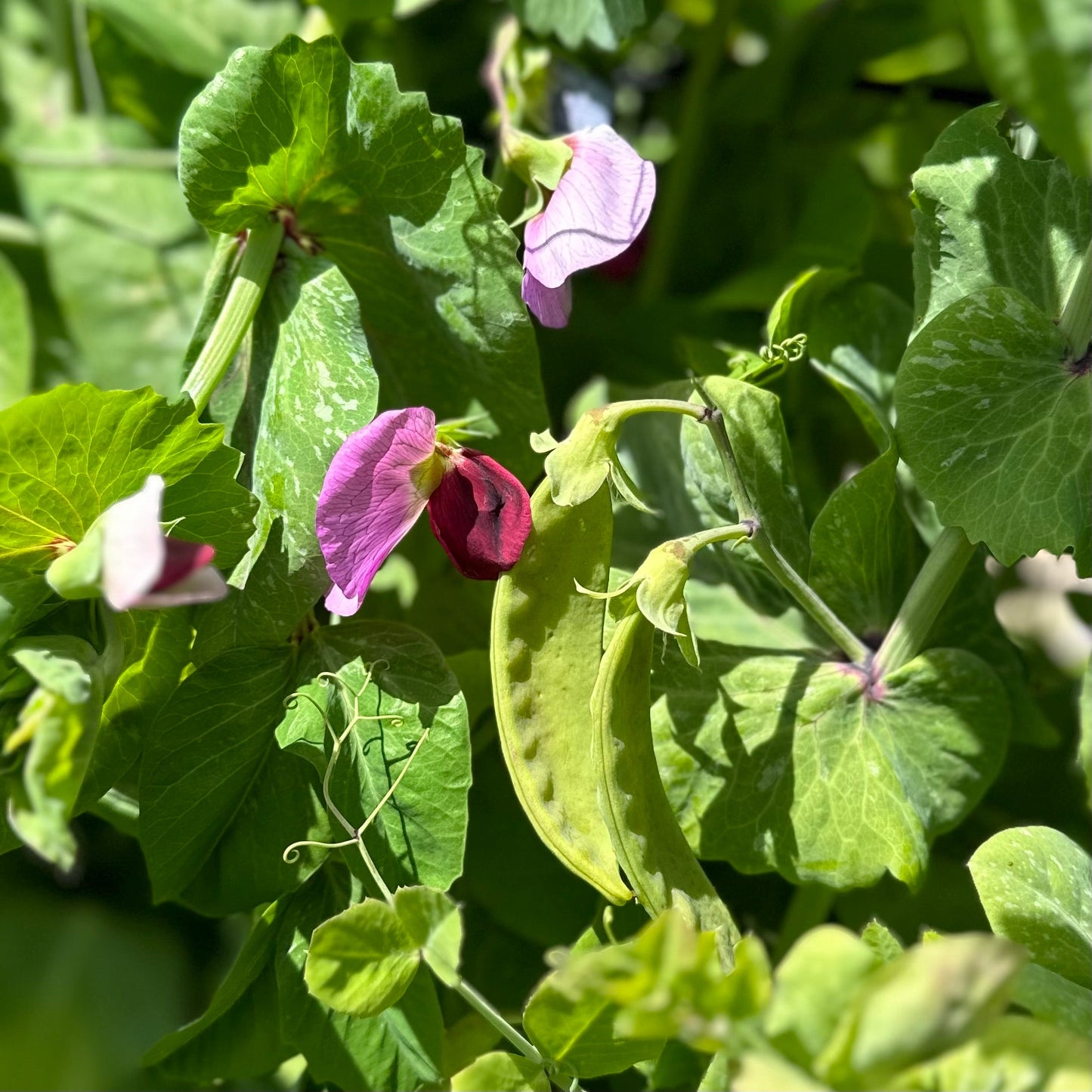 Snow Pea 'Purple Flowered’ Seeds - Hollyhock Hill