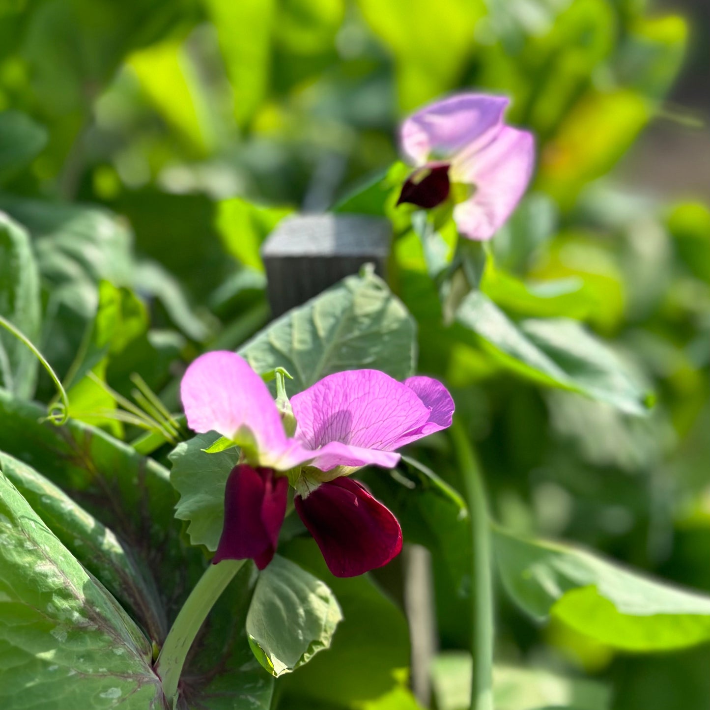 Snow Pea 'Purple Flowered’ Seeds - Hollyhock Hill