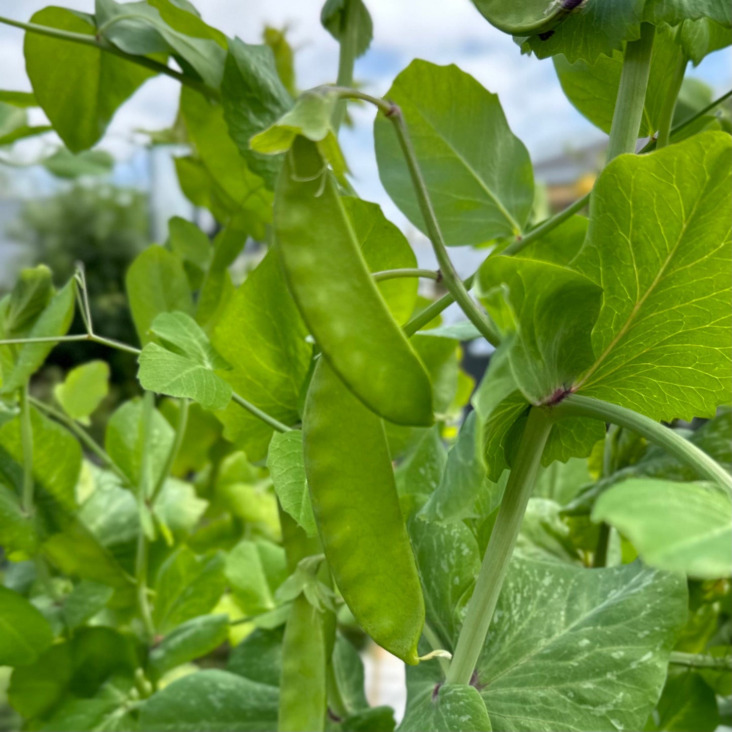 Snow Pea 'Purple Flowered’ Seeds - Hollyhock Hill
