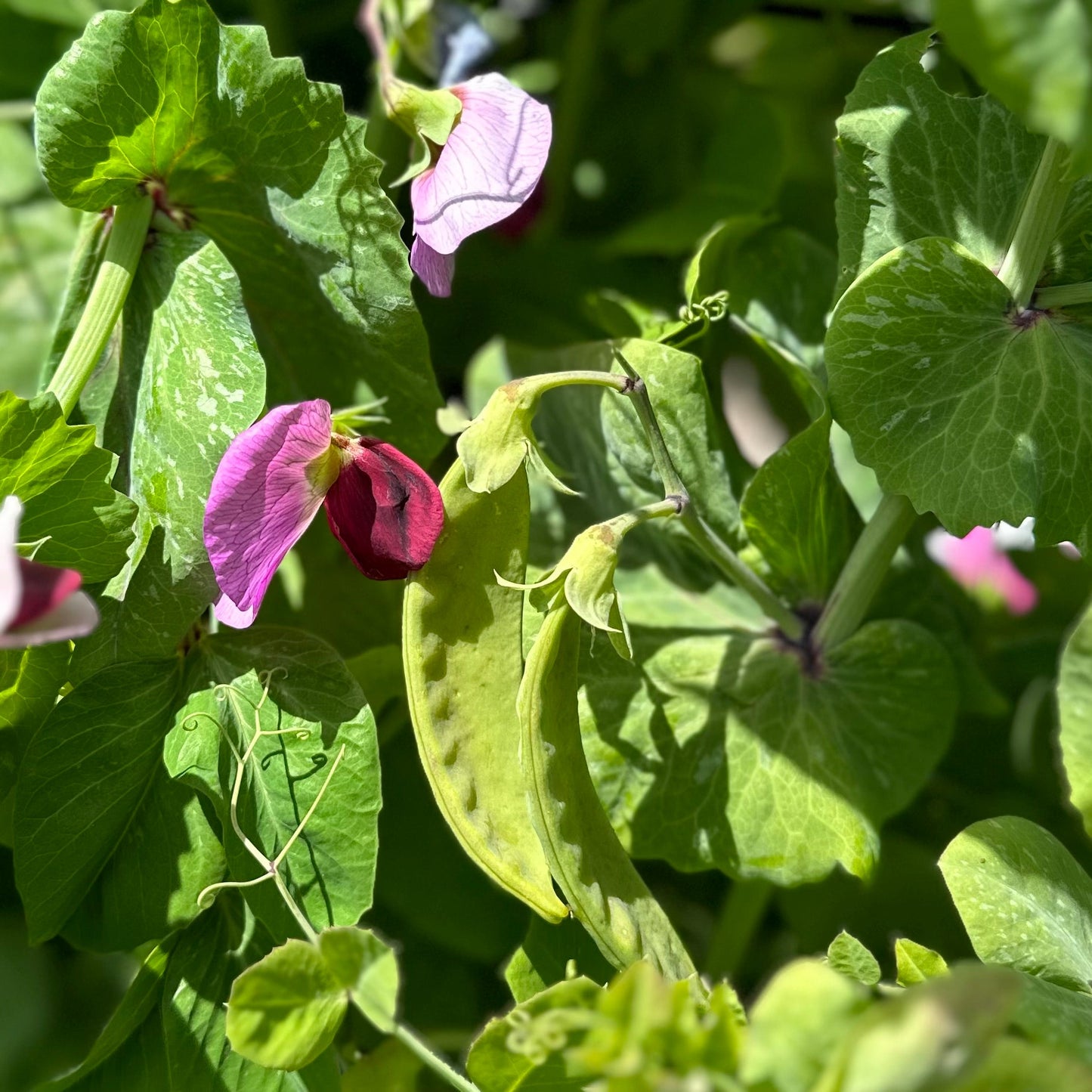 Snow Pea 'Purple Flowered’ Seeds - Hollyhock Hill