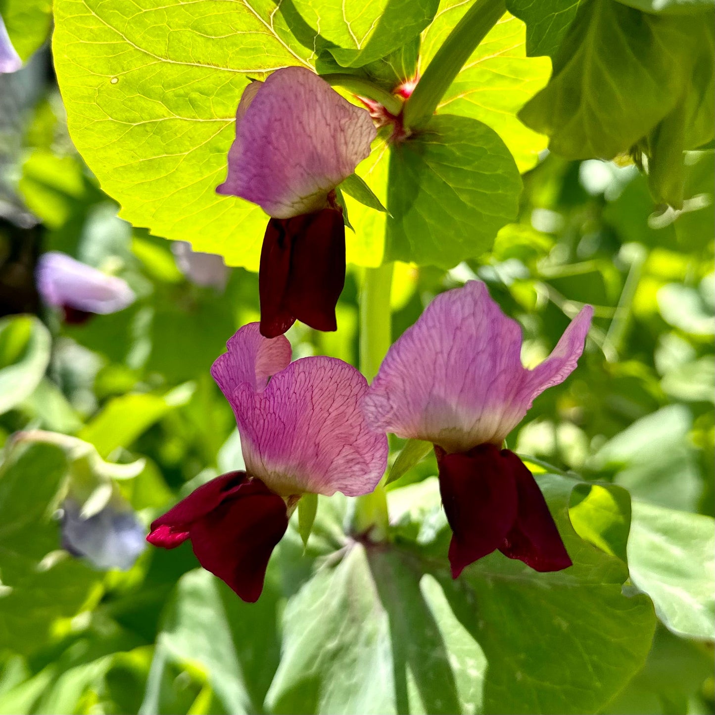 Snow Pea 'Purple Flowered’ Seeds - Hollyhock Hill
