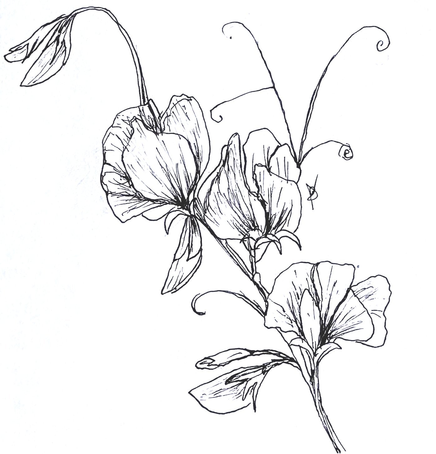 Sweet Pea 'America' Seeds - Hollyhock Hill