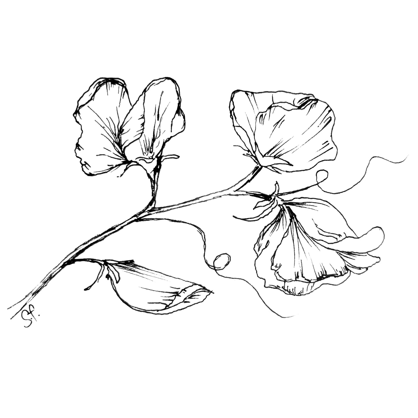 Sweet Pea ‘Blue Bouquet’ Mix Seeds NEW! - Hollyhock Hill