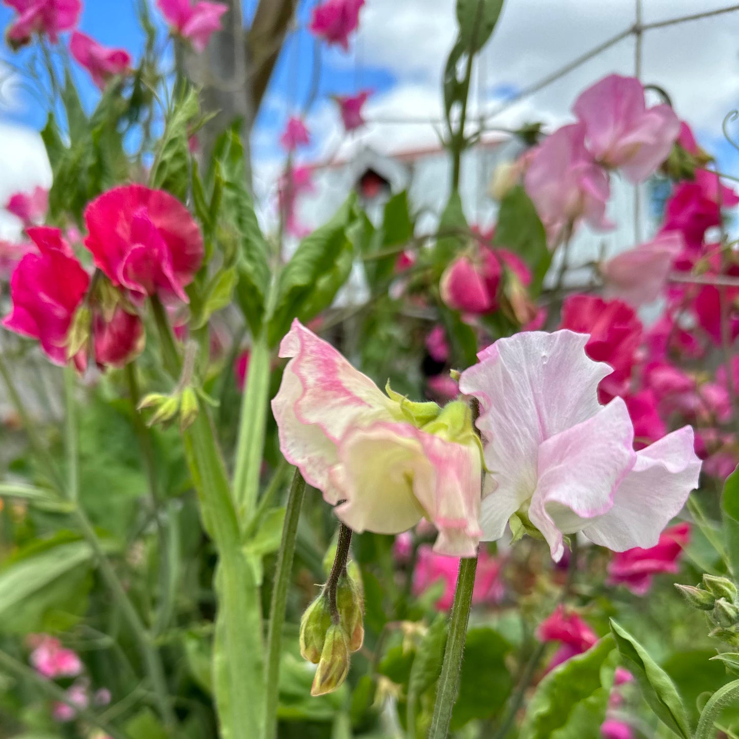 Sweet Pea ‘Pink Mix’ Seeds COMING SOON - Hollyhock Hill