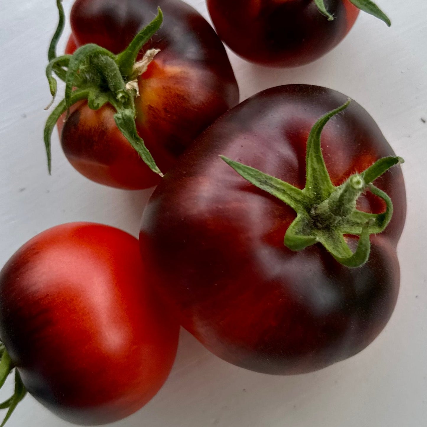 Tomato 'Black and Red' Seeds - Hollyhock Hill