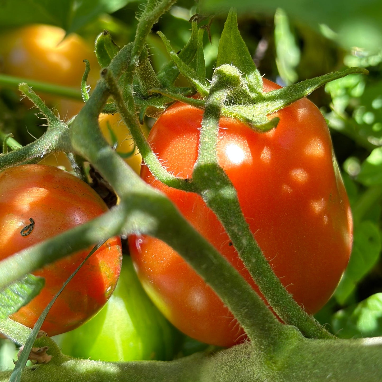 Tomato 'Roma' Seeds - Hollyhock Hill