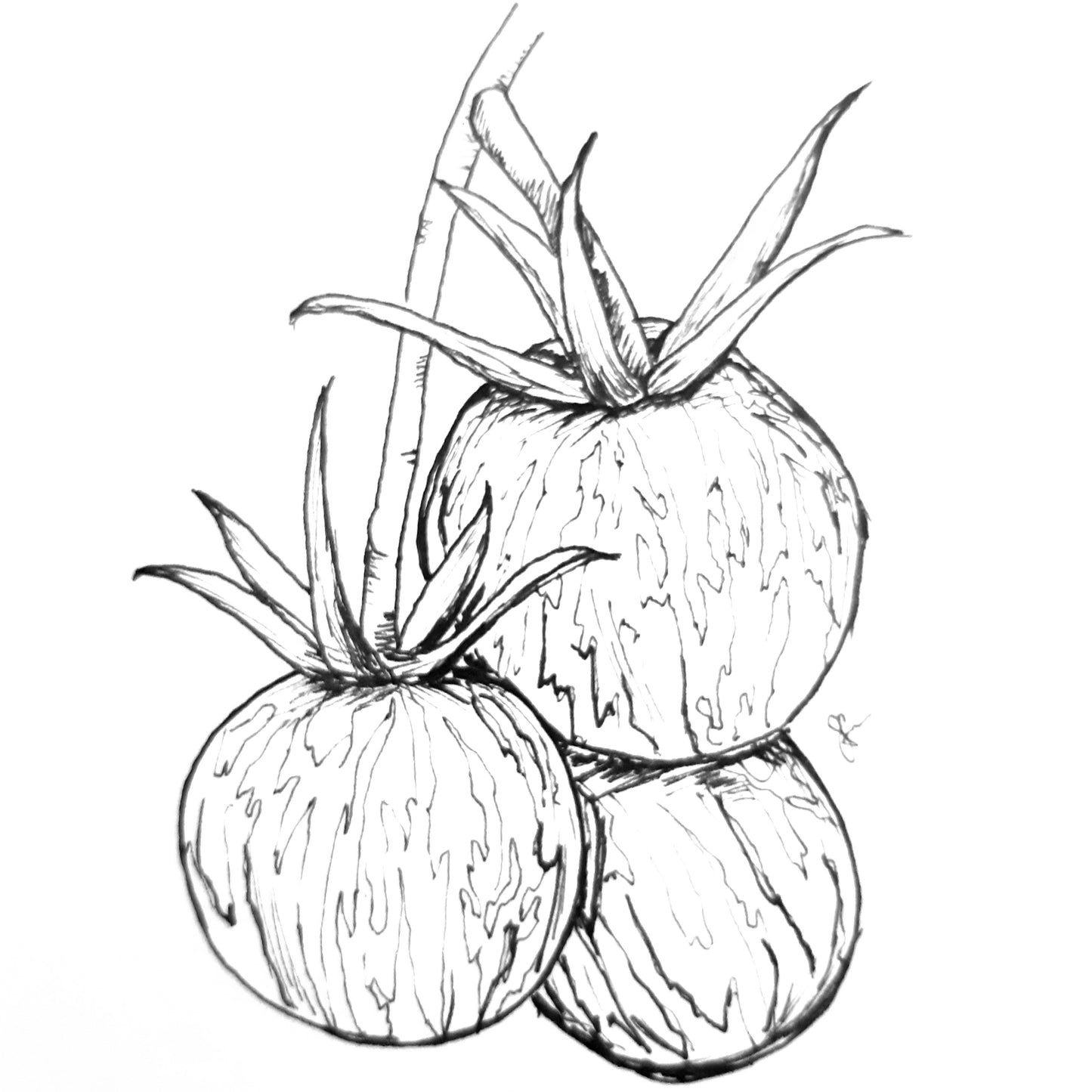 Tomato 'Tigerella' Certified Organic Seeds - Hollyhock Hill