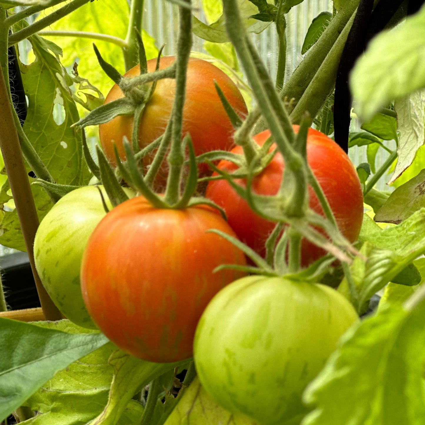 Tomato 'Tigerella' Certified Organic Seeds - Hollyhock Hill