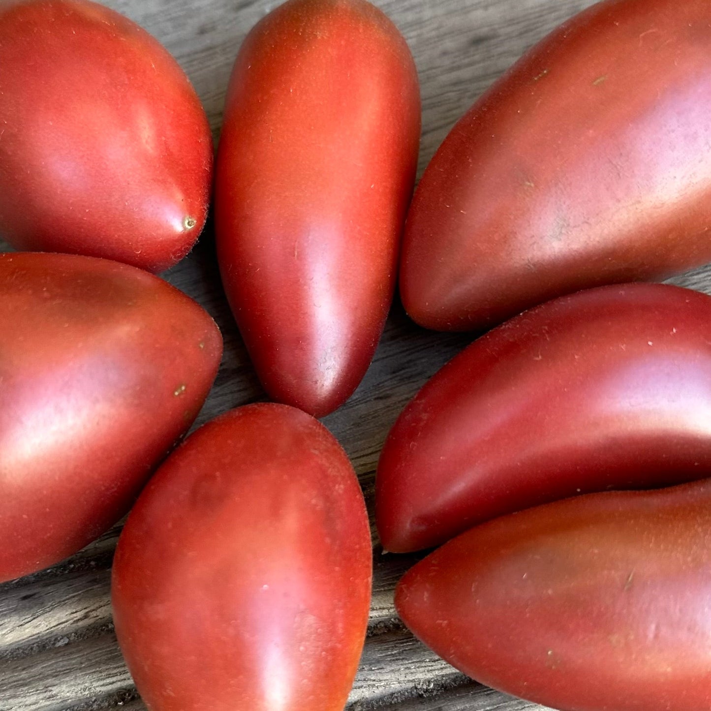 Tomato 'Ukrainian Purple' Seeds - Hollyhock Hill