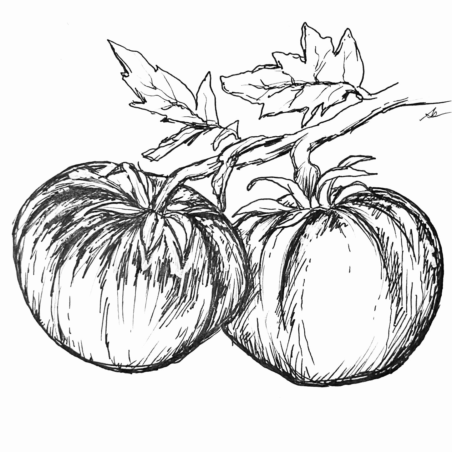 Tomato 'Cherokee Purple' Seeds