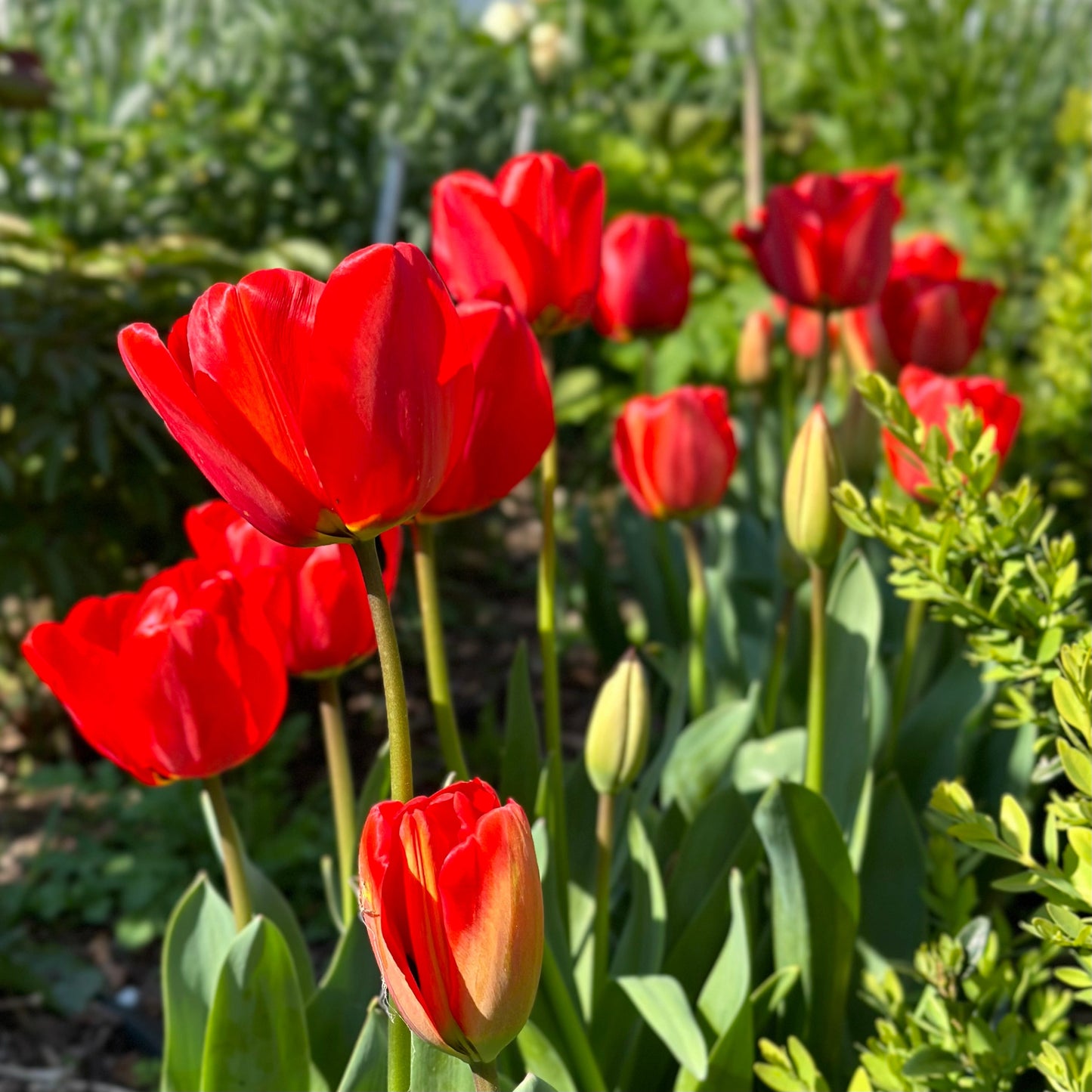Tulip - 'London' - 4 Bulbs - Hollyhock Hill