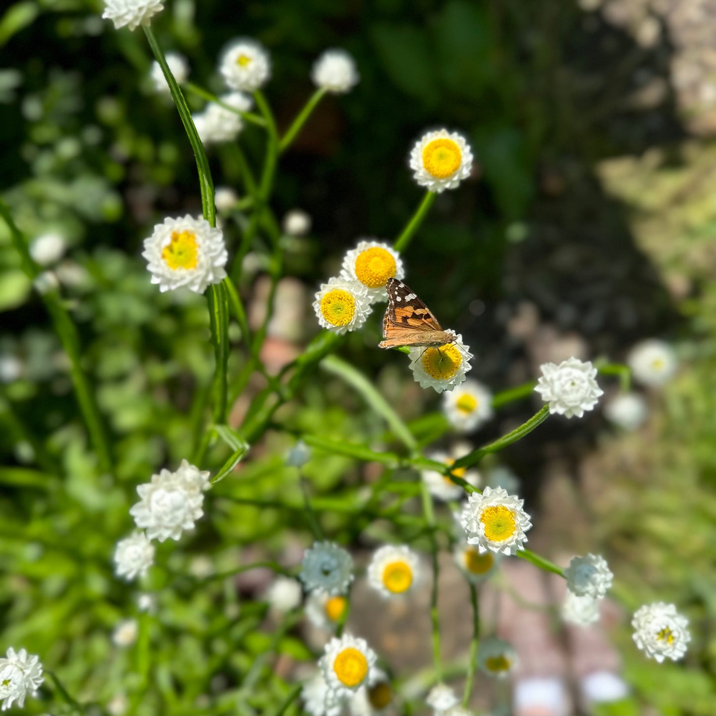 Winged Everlasting Daisy Seeds - Hollyhock Hill