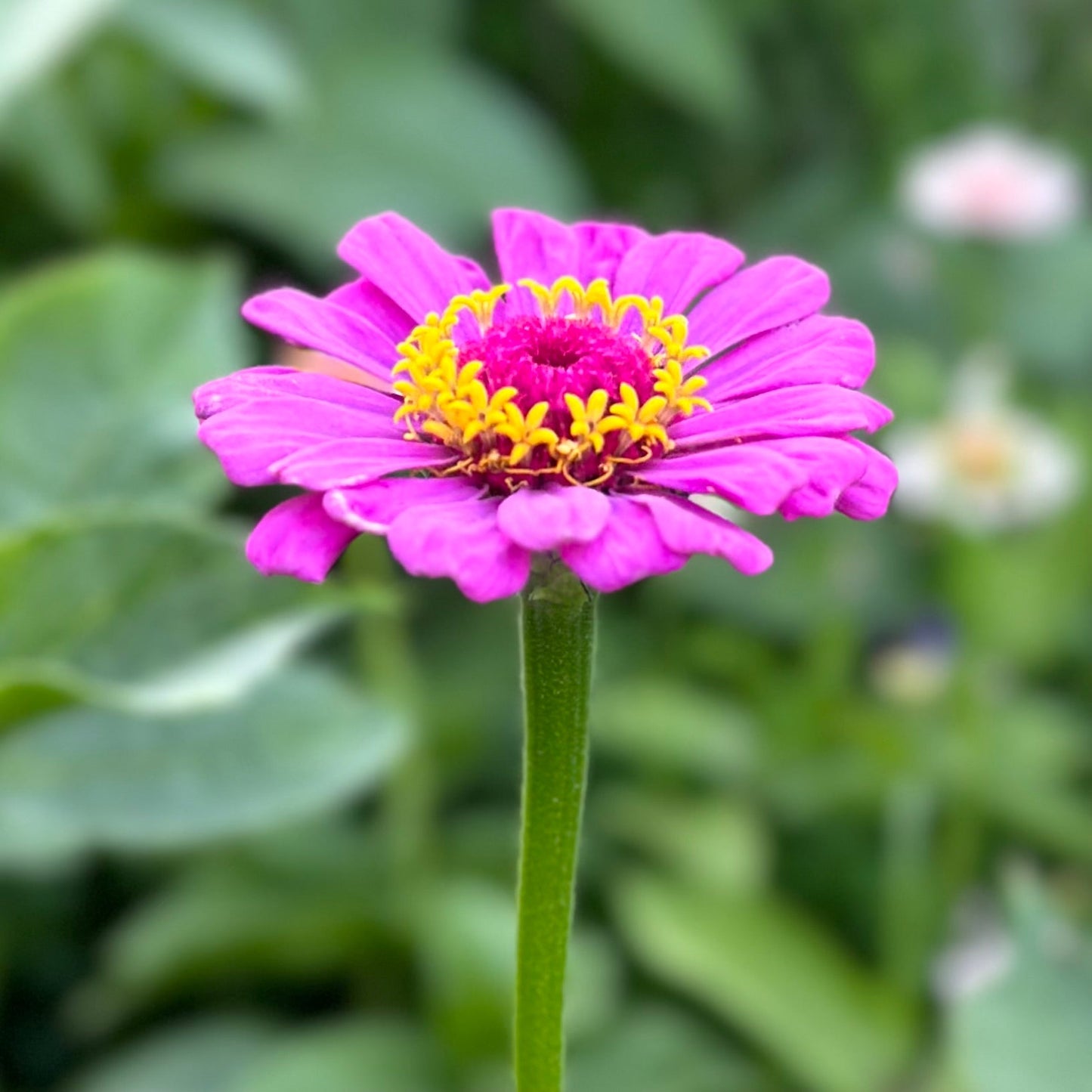 Zinnia 'Dream Rosy Lavender' Seeds - Hollyhock Hill
