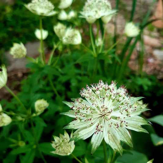 Growing Astrantias in Australia - Hollyhock Hill