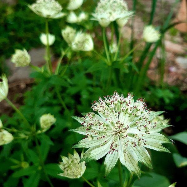 Growing Astrantias in Australia