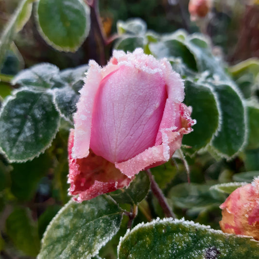 Is it frost-hardy? - Hollyhock Hill