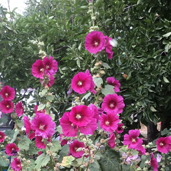 Notes on Growing Hollyhocks