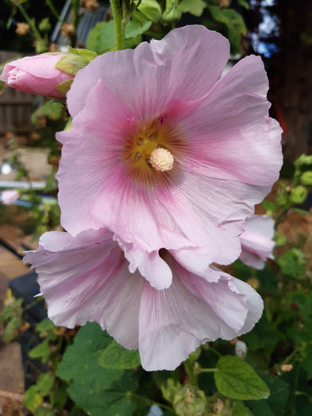 The Story of the Hollyhock in Australia