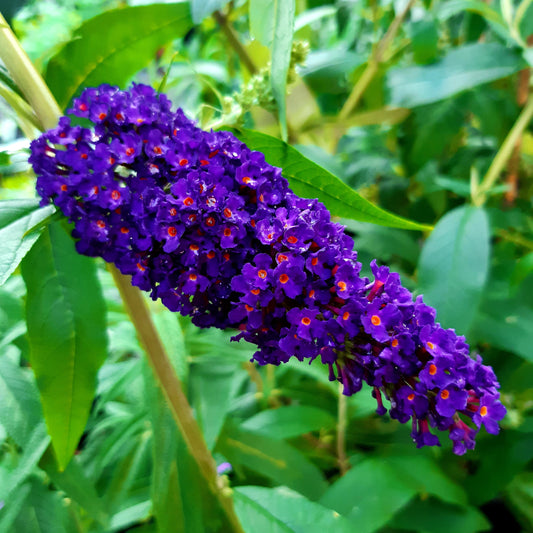 The Wonderful World of Buddlejas - Hollyhock Hill