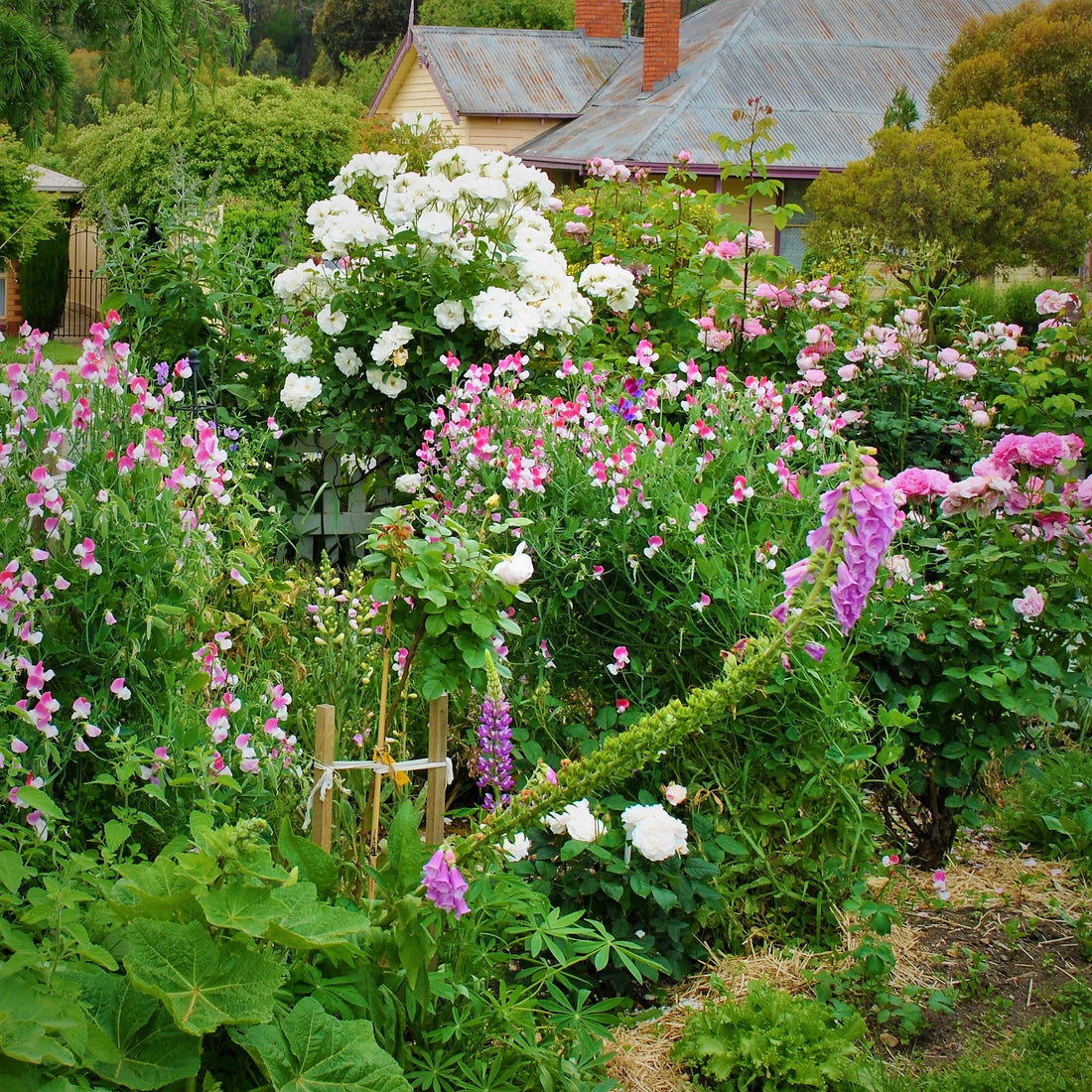 Why Have a Cottage Garden? - Hollyhock Hill