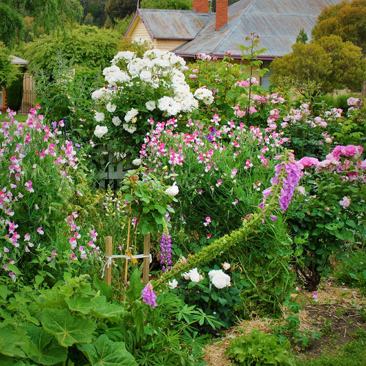 Why Have a Cottage Garden? - Hollyhock Hill