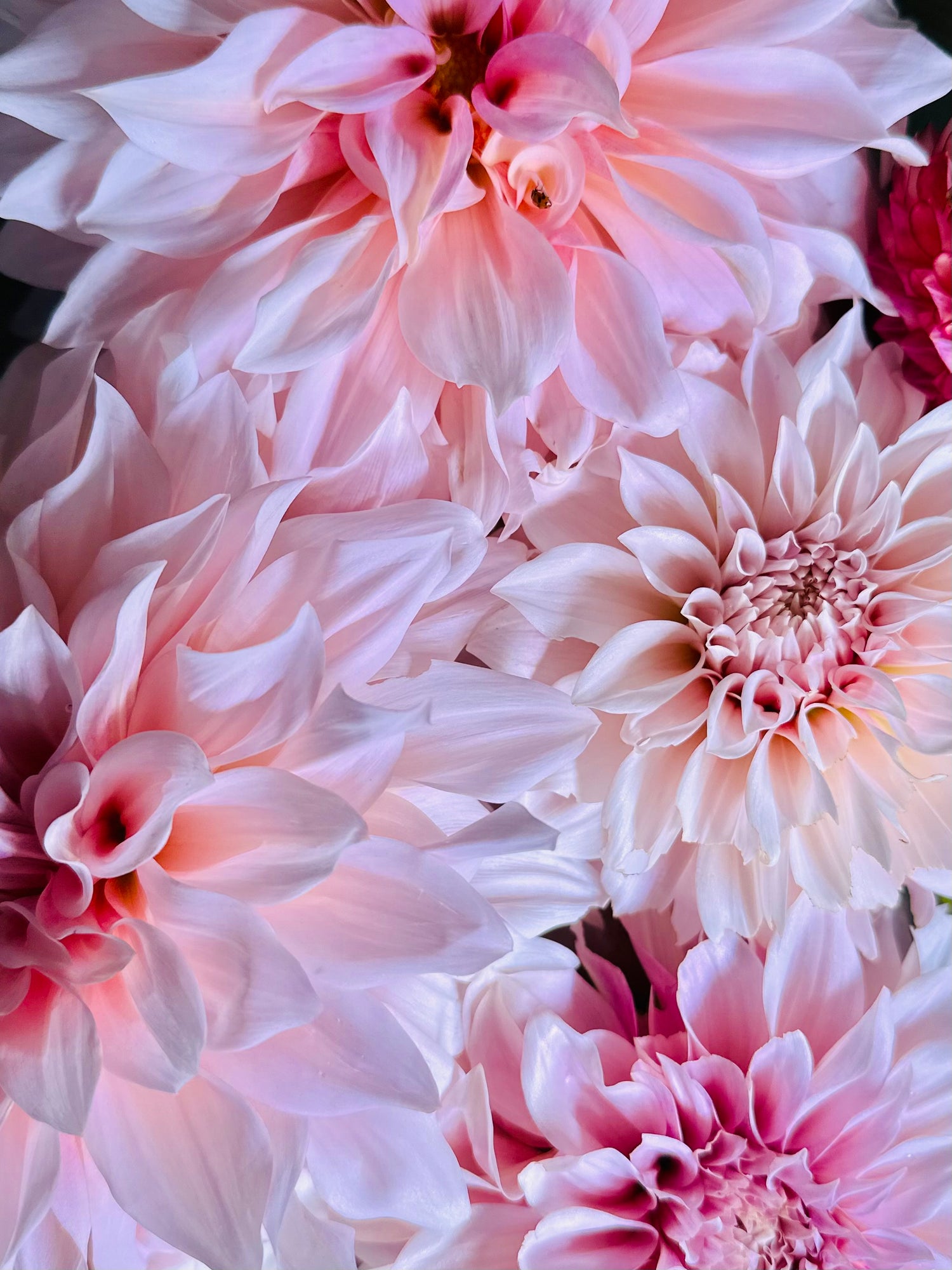 Dahlias