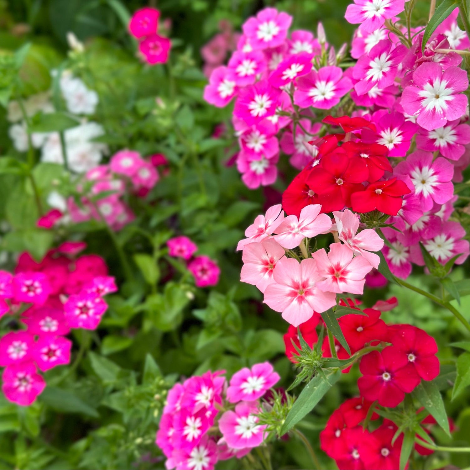 Flowers - Hollyhock Hill