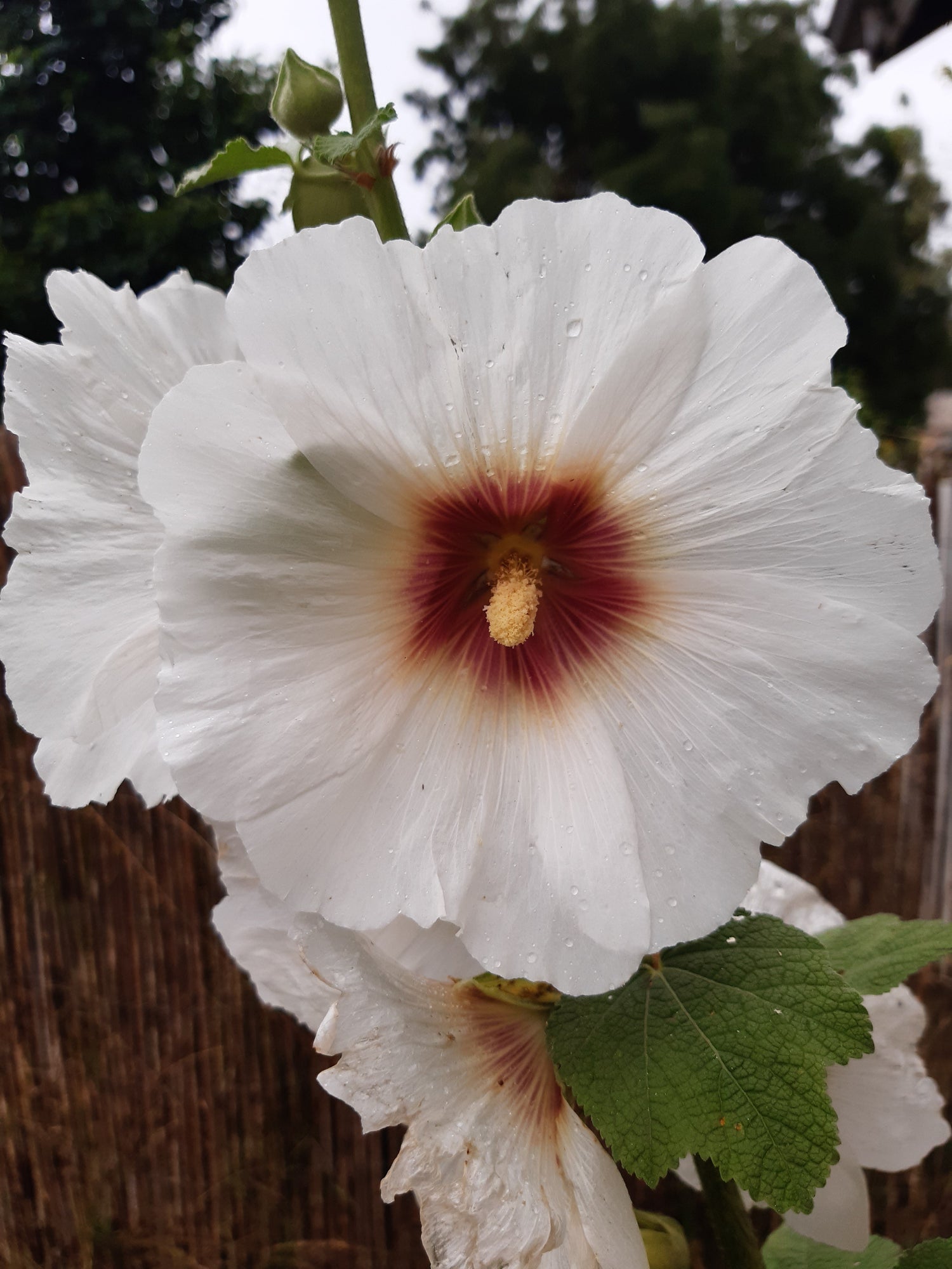 The Hollyhock Collection - Hollyhock Hill