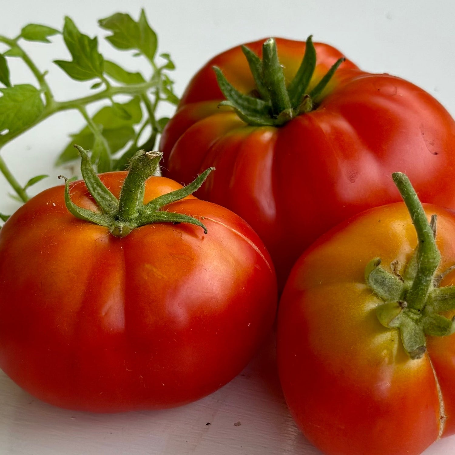 Tomato and Vegetable Plants