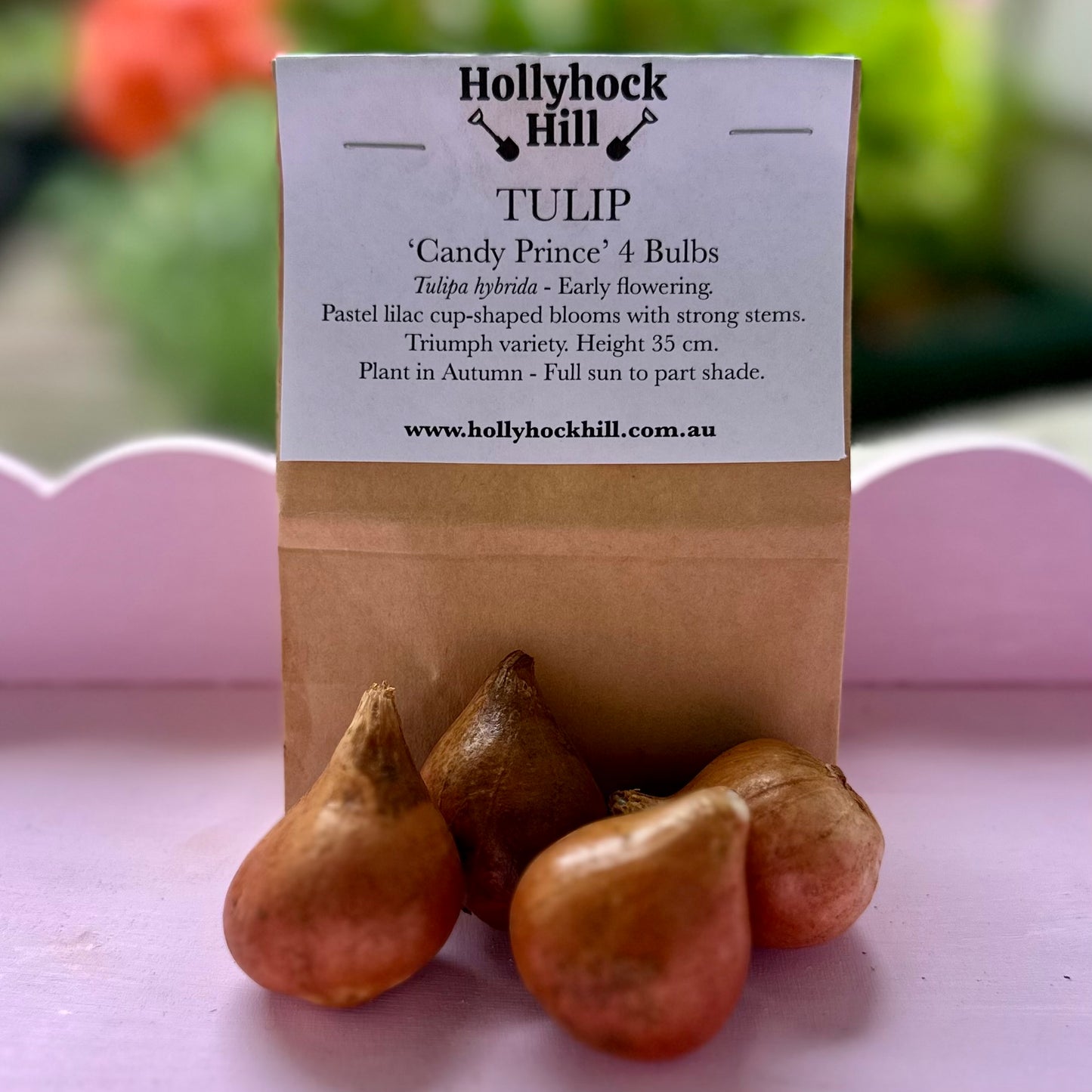 Tulip -'Candy Prince’ 4 Bulbs