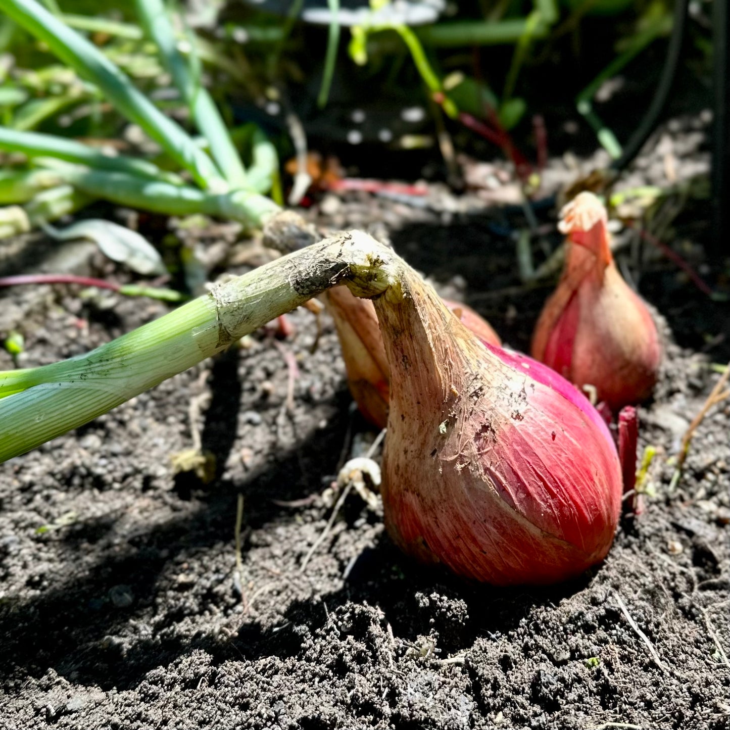 Onion 'Tropea Long Red' Seeds
