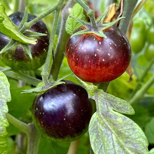 Tomato 'Dark Galaxy’ 25 Seeds