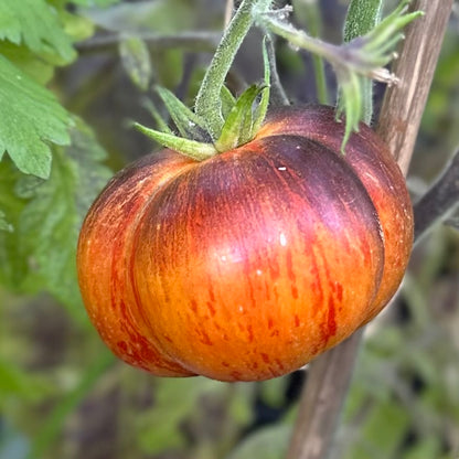 Tomato 'Alice's Dream’ 25 Seeds COMING SOON