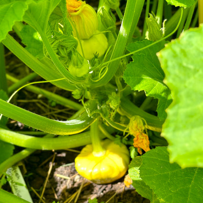 Squash ‘Tri-colour heirloom mix’ Seeds