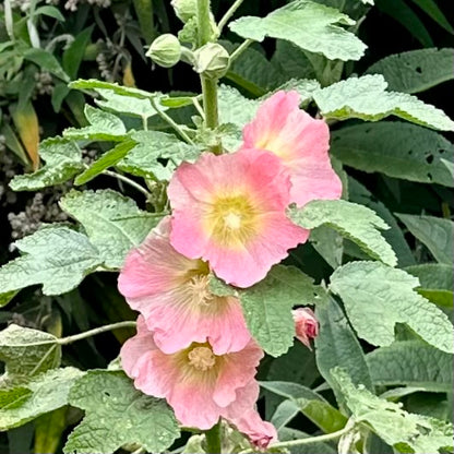 Hollyhock Ficifolia Apricot Seeds