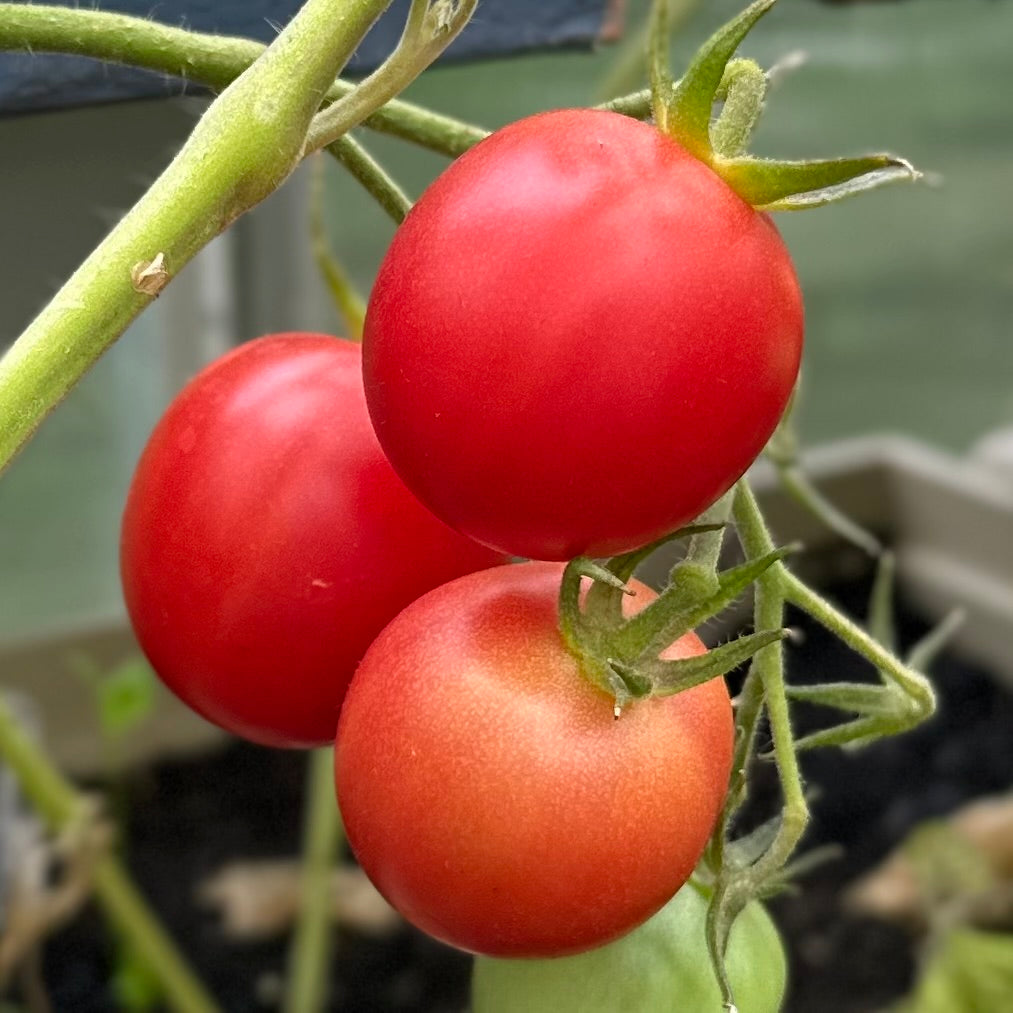 Tomato 'Rose De Berne’ 30 Seeds