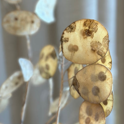 Honesty Mixed Seeds