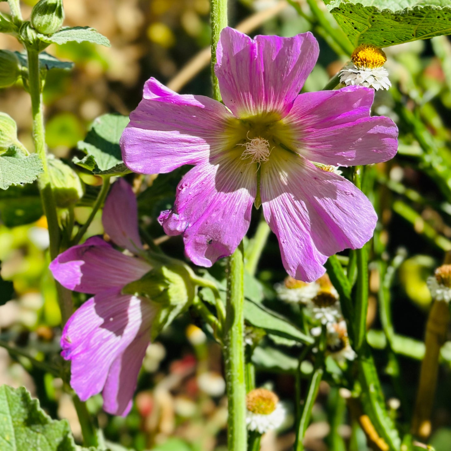 Hollyhock 'Lilac Mix’ Seeds