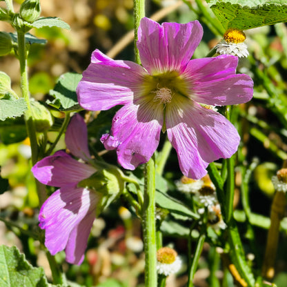 Hollyhock 'Lilac Mix’ Seeds