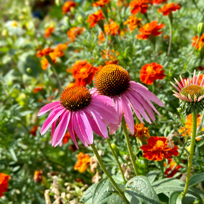 Bee and Butterfly Flower Mix 3g Seeds
