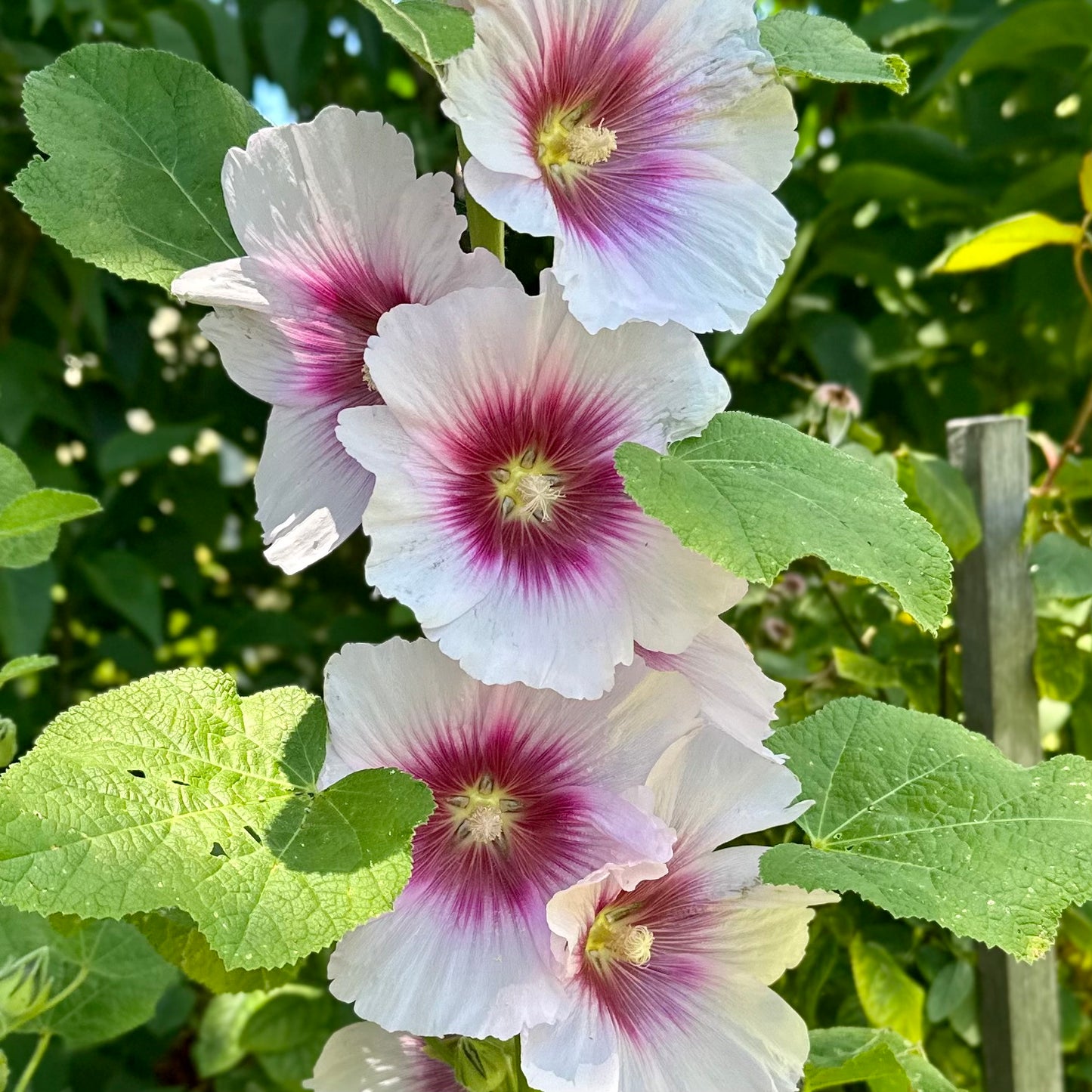 Hollyhock 'Blackberry Halo' Seeds