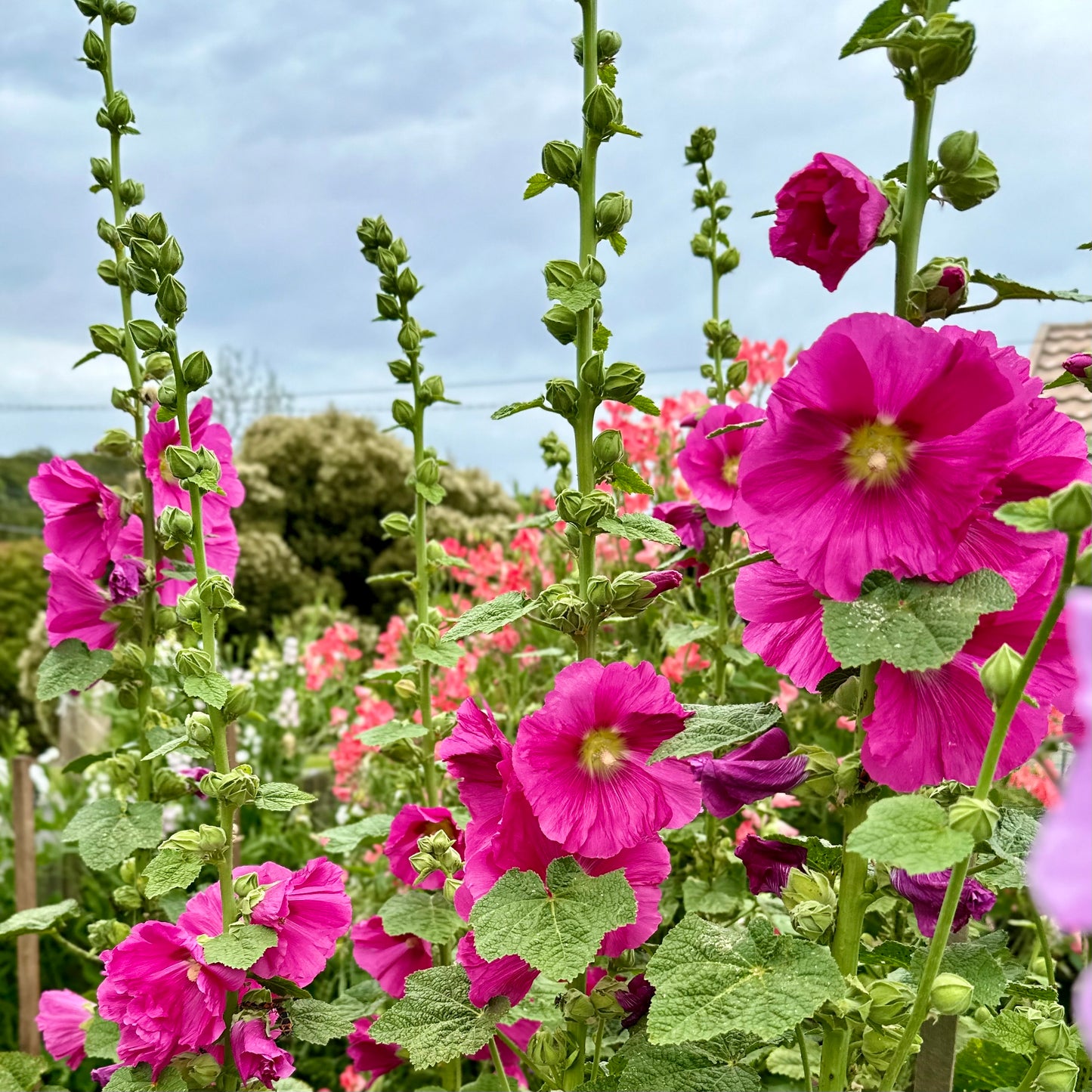 Hollyhock 'Fandango' Seeds