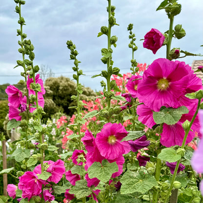 Hollyhock 'Fandango' Seeds
