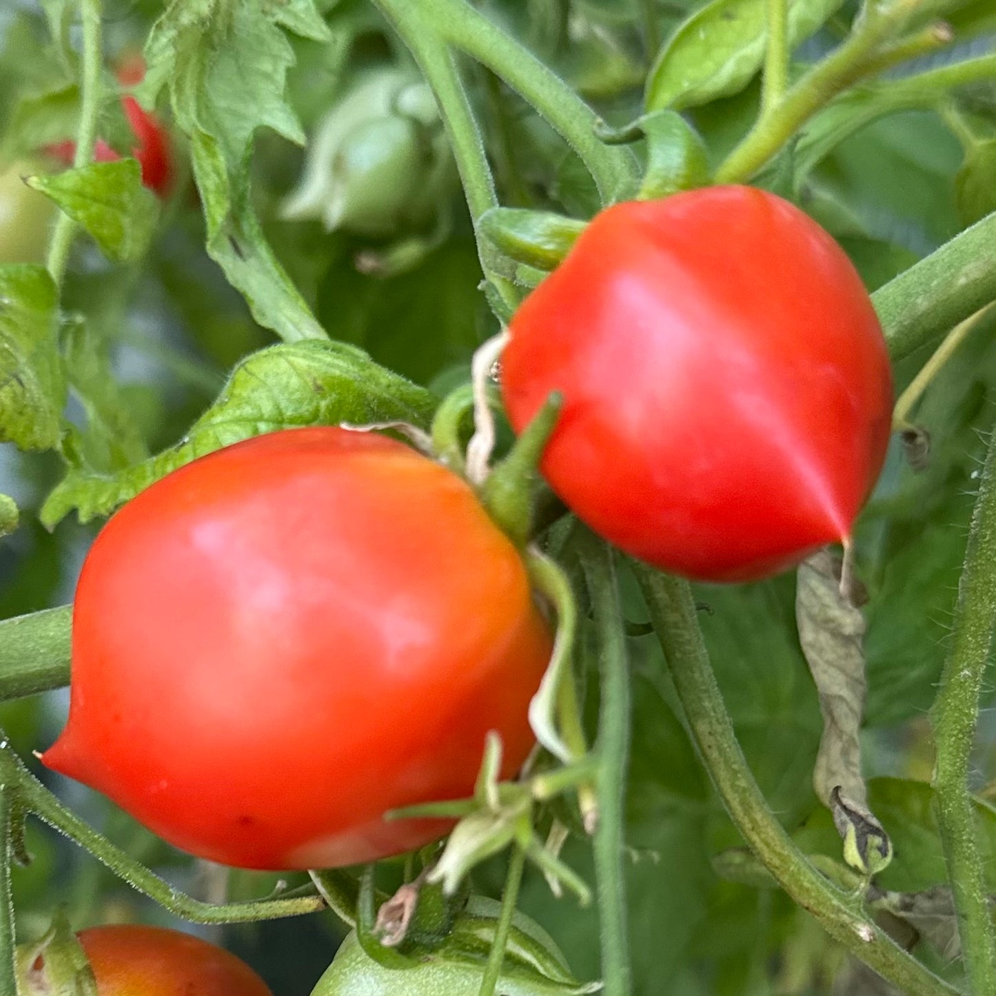 Tomato 'Geranium Kiss’ Seeds
