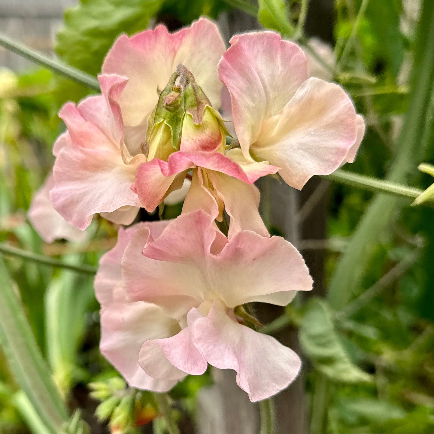 Sweet Pea ‘Bix’ Seeds