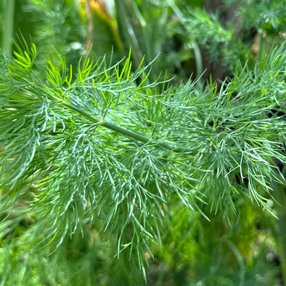 Dill ‘Compatto’ Seeds