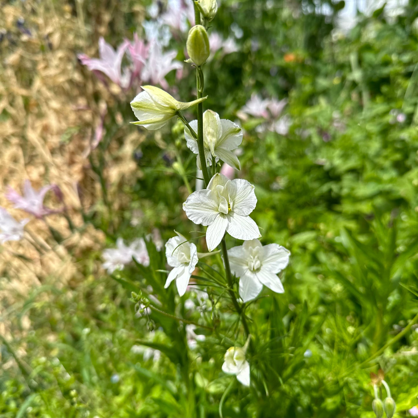 Larkspur Imperial 'White King' Seeds